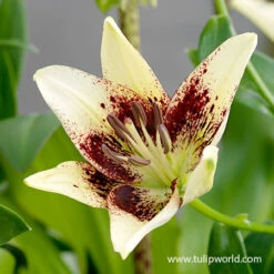Lilies Of Summer Collection -Garden Supplies Sales Store 27244 patricias pride asiatic lily 2
