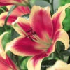 Red Morning Orienpet Lily -Garden Supplies Sales Store 27249 2