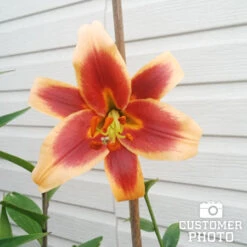 Lilies Of Summer Collection -Garden Supplies Sales Store 27249 red morning orienpet lily 1