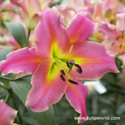 Pretty Pink Lily Collection -Garden Supplies Sales Store 27250 1