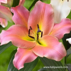 Sensational Summer Blooms Collection 22 Sensational Summer Blooms Collection -Garden Supplies Sales Store 27250 satisfaction orienpet lily
