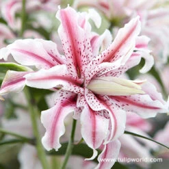 Pretty Pink Lily Collection -Garden Supplies Sales Store 27251