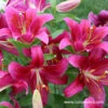 Cobra Oriental Lilies Jumbo Pack -Garden Supplies Sales Store 27255