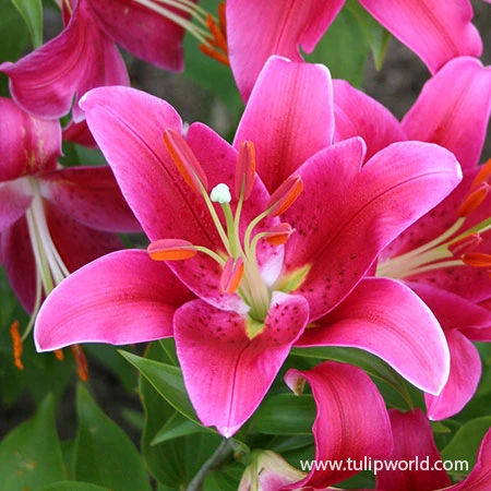 Cobra Oriental Lilies Jumbo Pack 4 Cobra Oriental Lilies Jumbo Pack - Image 2