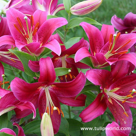 Cobra Oriental Lilies Jumbo Pack 3 Cobra Oriental Lilies Jumbo Pack