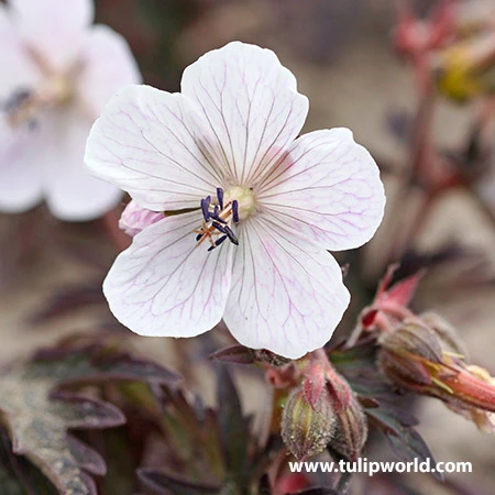All Season Blooming Perennial Collection 15 All Season Blooming Perennial Collection - Image 13