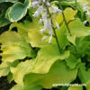 Sun Power Hosta -Garden Supplies Sales Store 27266 1