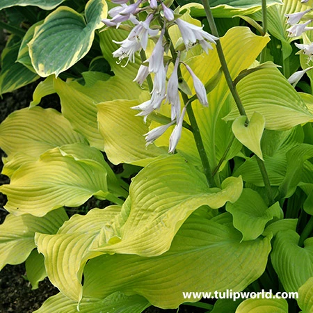 Sun Power Hosta 3 Sun Power Hosta