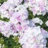 Cool Water Phlox 1 Cool Water Phlox -Garden Supplies Sales Store 27267 cool water phlox