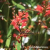 Glowing Ember Blend Crocosmia -Garden Supplies Sales Store 27268
