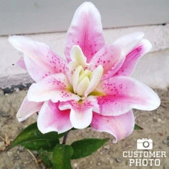 Roselily Double Oriental Lily Mix -Garden Supplies Sales Store 27269 roselily double oriental lily mix 2