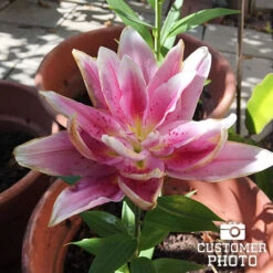 Roselily Double Oriental Lily Mix -Garden Supplies Sales Store 27269 roselily double oriental lily mix 3