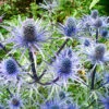 Big Blue Sea Holly -Garden Supplies Sales Store 27275