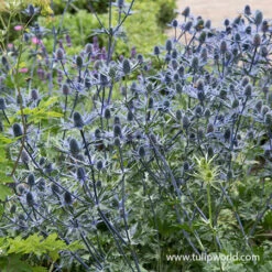 All Blue Summer Collection -Garden Supplies Sales Store 27275 big blue sea holly 1