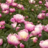 Bowl Of Beauty Peony -Garden Supplies Sales Store 27281