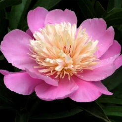 White And Pink Peony Collection -Garden Supplies Sales Store 27281 2 1
