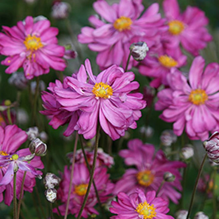All Season Blooming Perennial Collection 16 All Season Blooming Perennial Collection - Image 14