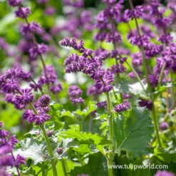 All Purple Summer Collection -Garden Supplies Sales Store 27286 purple rain salvia 3