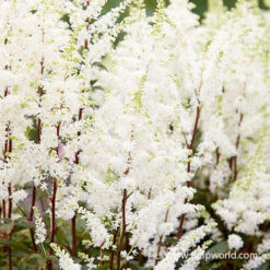 Happy Spirit Astilbe