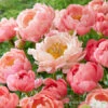 Coral Charm Peony -Garden Supplies Sales Store 27288 peony coral charm