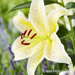 Spotty Garden Party Lily Collection -Garden Supplies Sales Store 27291 tiger moon lily