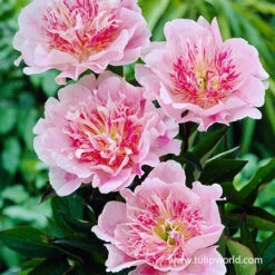 White And Pink Peony Collection -Garden Supplies Sales Store 27292 do tell peony