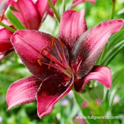 All Purple Summer Collection -Garden Supplies Sales Store 27296 purple eye lily