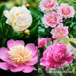 White And Pink Peony Collection