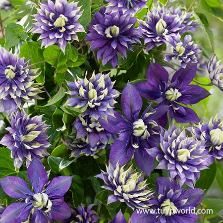 Taiga Clematis 3 Taiga Clematis
