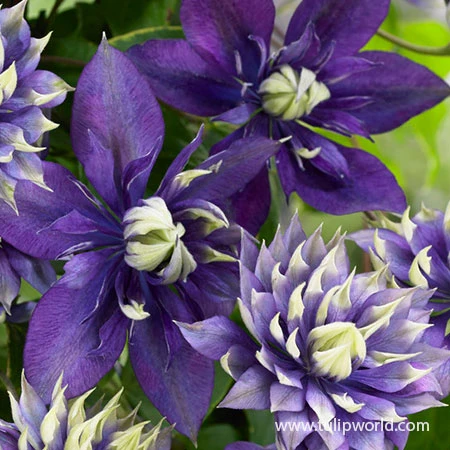 Taiga Clematis 4 Taiga Clematis - Image 2