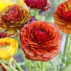 Tecolote® Ranunculus Cafe 2 Tecolote® Ranunculus Cafe -Garden Supplies Sales Store 28105 cafe ranunculus