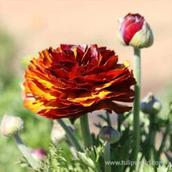 Tecolote® Ranunculus Cafe -Garden Supplies Sales Store 28105 cafe ranunculus 2