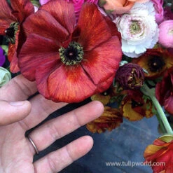 Tecolote® Ranunculus Cafe -Garden Supplies Sales Store 28105 cafe ranunculus 3