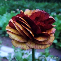 Tecolote® Ranunculus Cafe -Garden Supplies Sales Store 28105 cafe ranunculus 4