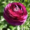 Tecolote® Ranunculus Merlot