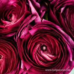 Tecolote® Ranunculus Merlot -Garden Supplies Sales Store 28106 merlot ranunculus