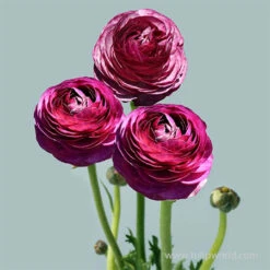 Tecolote® Ranunculus Merlot -Garden Supplies Sales Store 28106 merlot ranunculus 3