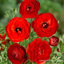 Tecolote® Ranunculus Collection -Garden Supplies Sales Store 28107 red ranunculus 1