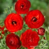 Tecolote® Ranunculus Red -Garden Supplies Sales Store 28107 red ranunculus