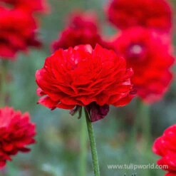 Tecolote® Ranunculus Red -Garden Supplies Sales Store 28107 red ranunculus 2 1