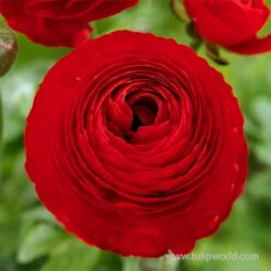 Tecolote® Ranunculus Collection -Garden Supplies Sales Store 28107 red ranunculus 3 1