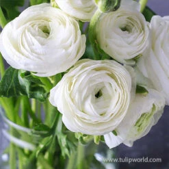 Tecolote® Ranunculus Collection -Garden Supplies Sales Store 28108 white ranunculus 1