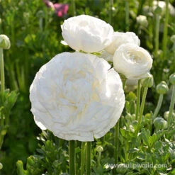 Tecolote® Ranunculus Collection -Garden Supplies Sales Store 28108 white ranunculus 2 1