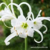 Festalis Ismene (Peruvian Daffodil) -Garden Supplies Sales Store 28109 peruvian daffodil