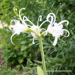 Festalis Ismene (Peruvian Daffodil) -Garden Supplies Sales Store 28109 peruvian daffodil 2