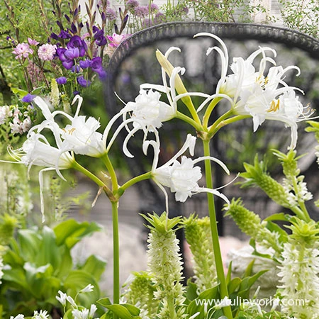 Unique Tall Collection 6 Unique Tall Collection - Image 4