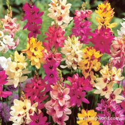 Unique Short Collection -Garden Supplies Sales Store 28112 ixia mix