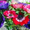 De Caen Mixed Anemone -Garden Supplies Sales Store 28113 de caen mixed anemone