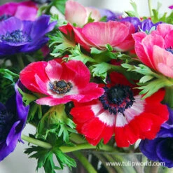 De Caen Mixed Anemone