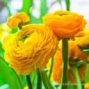 Tecolote® Ranunculus Yellow -Garden Supplies Sales Store 28114 yellow ranunculus